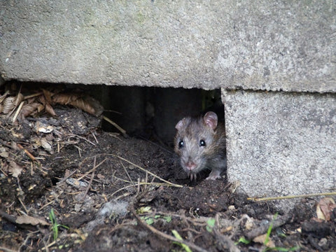 01 a mouse hiding in a hole