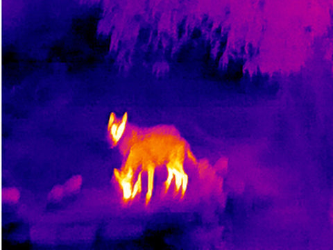 01 coyote clearly visible in infrared thermal imagery