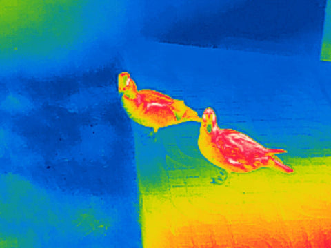 thermal camera can observe wildlife in harsh environment