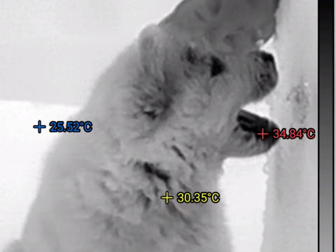 Tracking your dog's body temperature with thermal camera