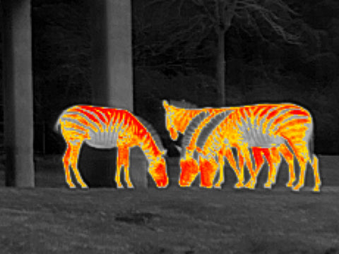 Xinfrared thermal scope is such that you can even see the stripes on a zebra body