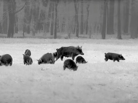 02 Wild boar herd in the forest