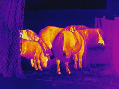 02 the horse looks so clear in thermal monocular