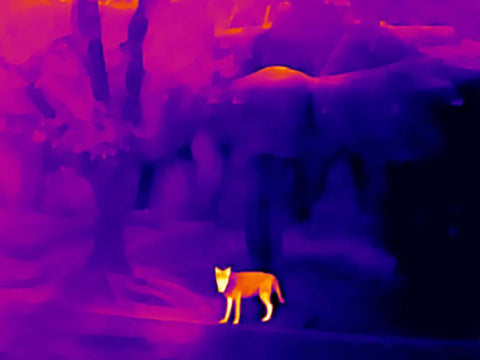 03 Nighttime animal observation made easier with thermal cameras