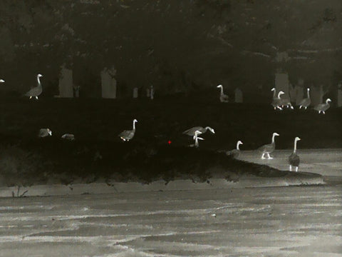 03 Xinfrared picks up numerous ducks in its thermal vision
