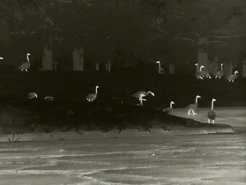 There are so  many ducks in  Xinfrared thermal imaging vision