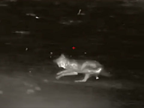 Successful Coyote Hunting with Thermal Cameras.