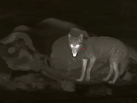 05 Coyotes pose a threat to livestock but thermal camera can pervent their threat