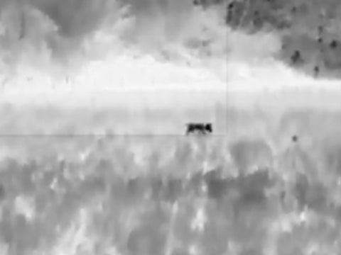 05 Thermal imaging locates a fox at a distance