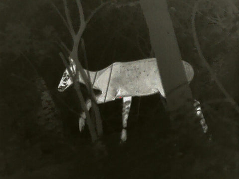 a deer hide behind the woods but is spotted by Xinfrared thermal