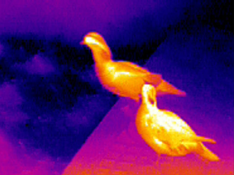 spot birds with thermal camera more easier