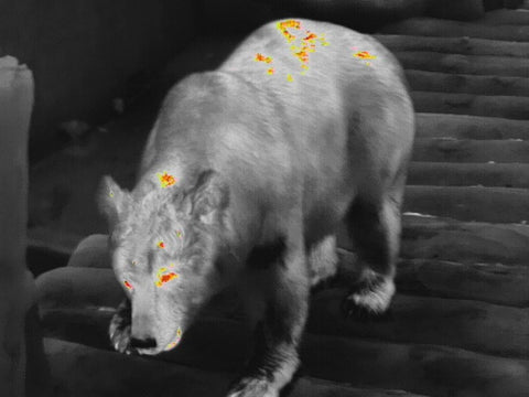 08 Bears have red eyes in thermal vision