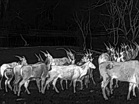 Long-range observation of deer herds with thermal imaging