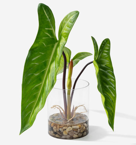 Philodendron Plant