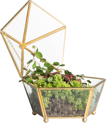 Pentagon Terrarium