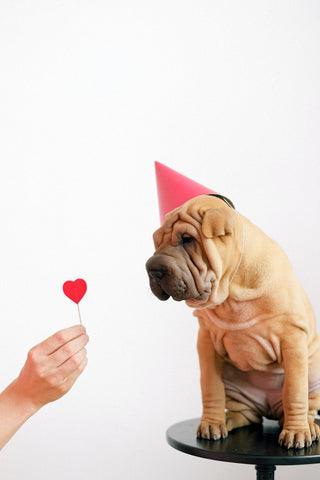 Person holding heart popsicle out towards a dog in a party hat