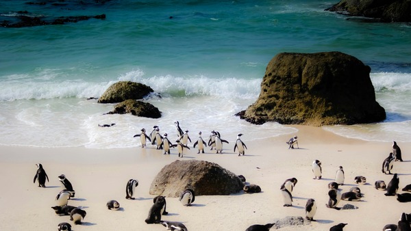 Penguin paradise beach near Cape Town