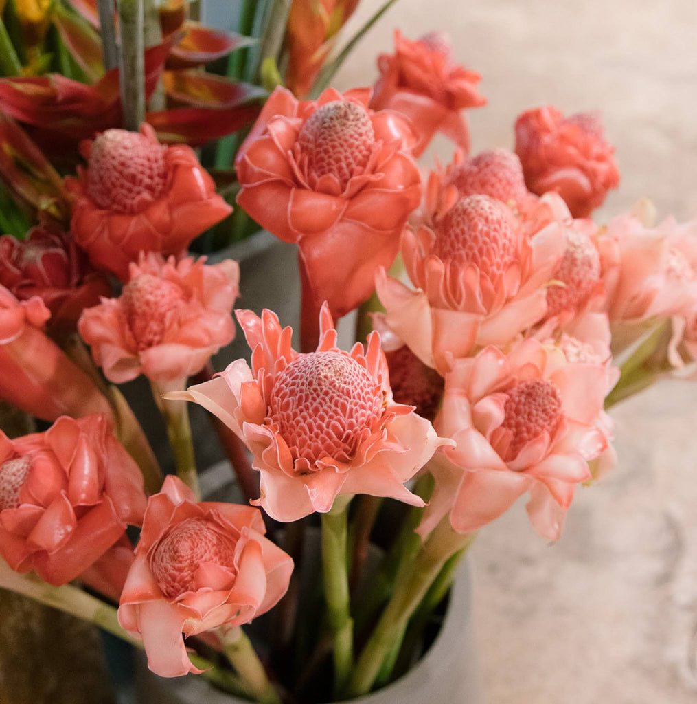 Beija Flor Darwin November Seasonal Blooms Red Torch Ginger