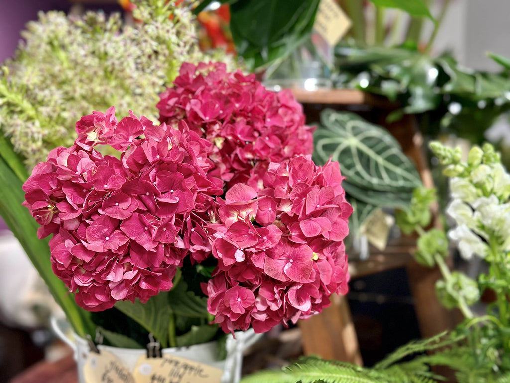 beija flor february florals a bunch of French hydrangea in vase