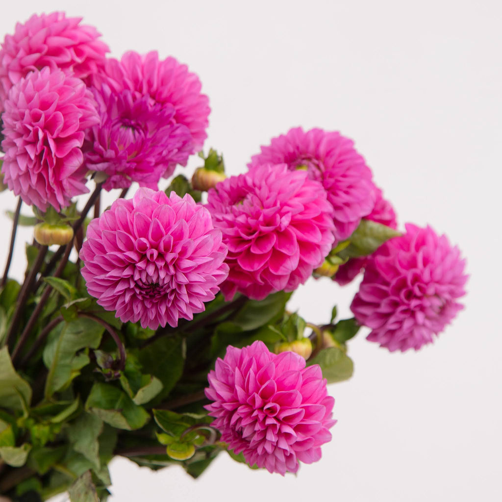 a bouquet of gorgeous pink dahlias by Beija flor