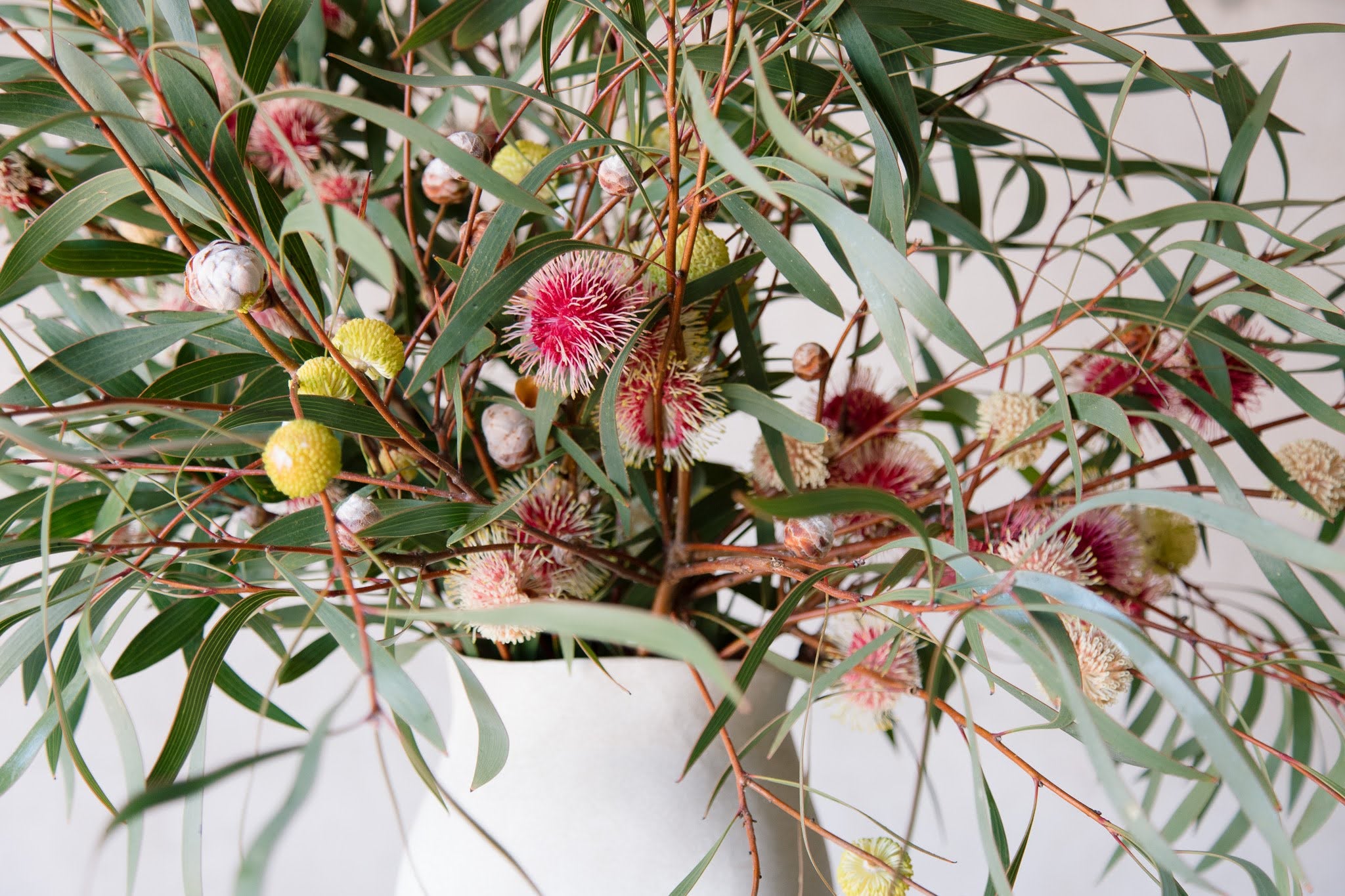 Beija Flor Hakea Eucalyptus