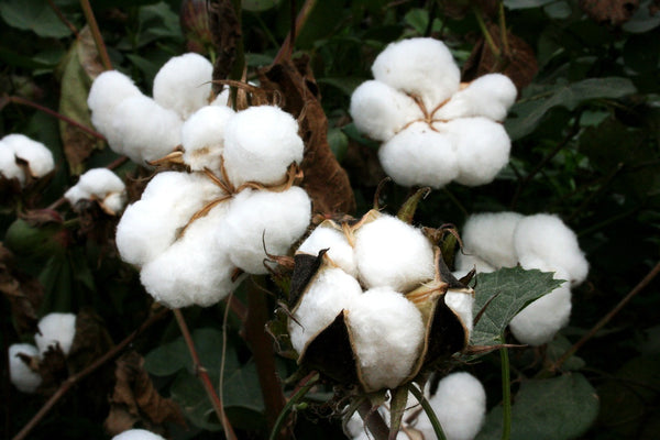 Los abusos del cultivo del algodón