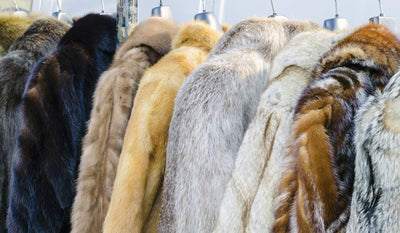 Fur Consignment Charlotte & Raleigh NC | Sell Your Fur Fredericksburg ...