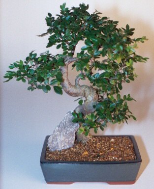 Bonsaï Ulmus Parvifolia - 3 troncs - ø16cm 