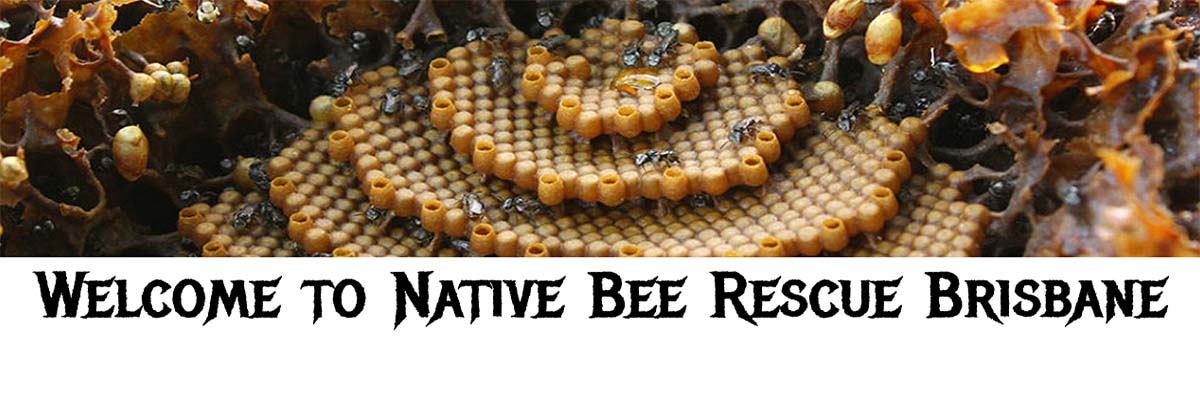Native Bee Rescue Brisbane