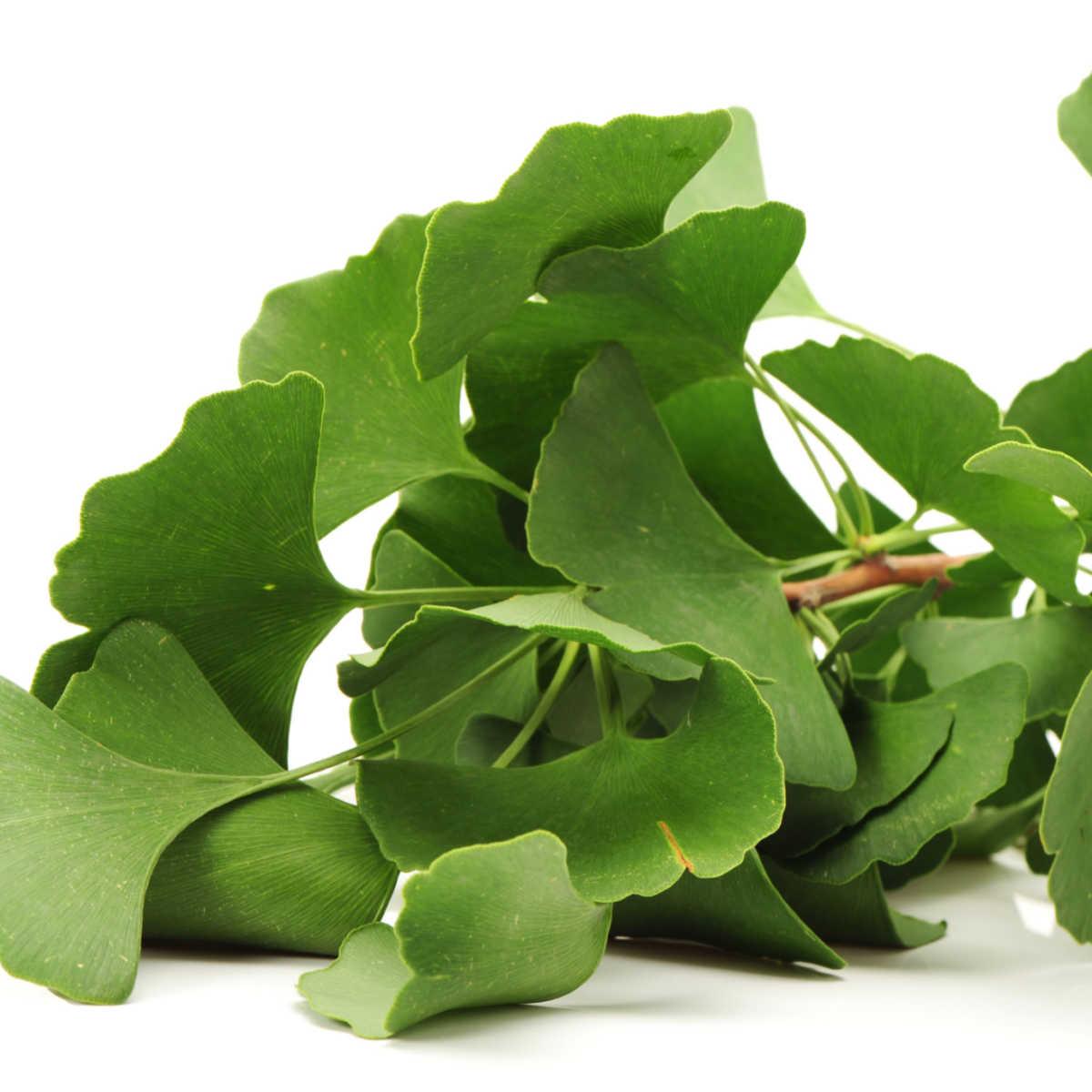 Should I Try Ginkgo Biloba? Source Biology