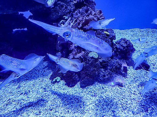 Toyama Firefly Squid Bioluminescence Phenomenon