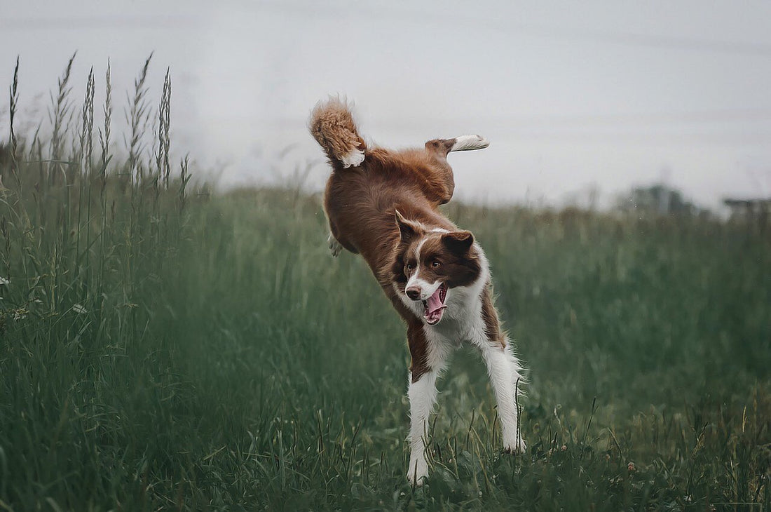 when can a puppy jump