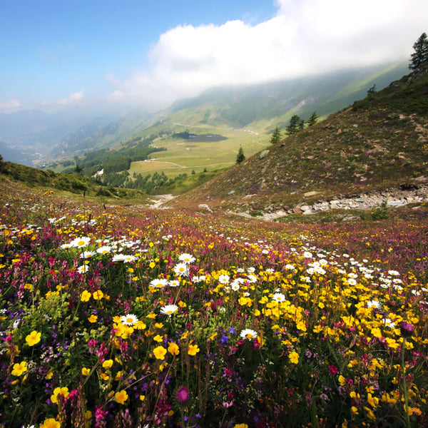 Parc Roccavrè des Alpes Cotiennes