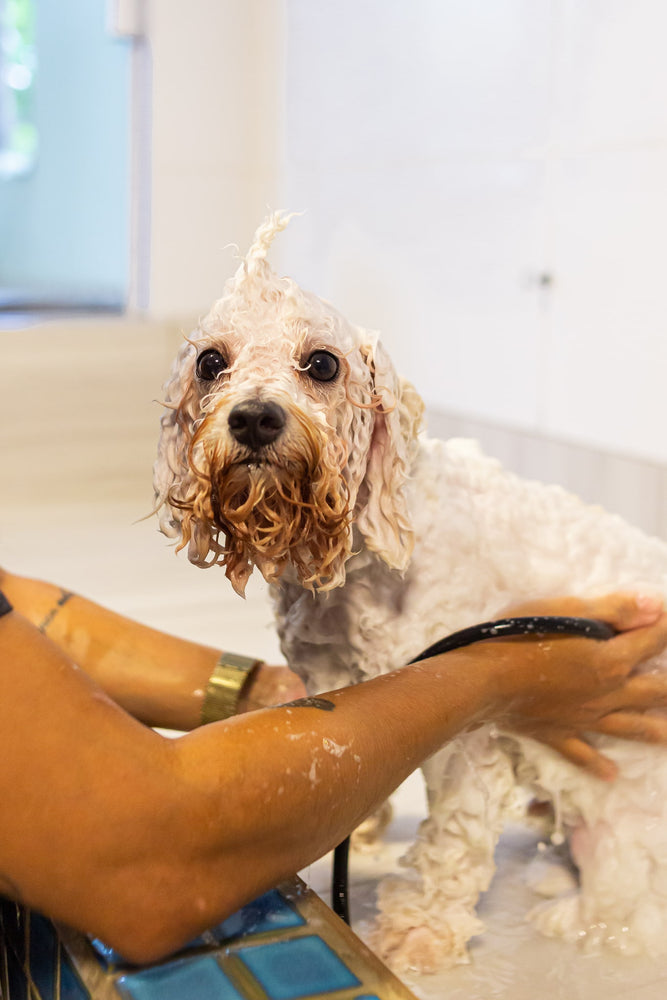 Shampoo Pet Líquido Vegano de Lavanda