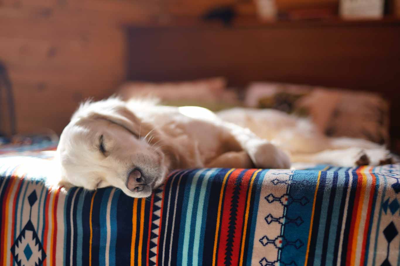 Dog sleeping on the side of a bed with it's head hanging off