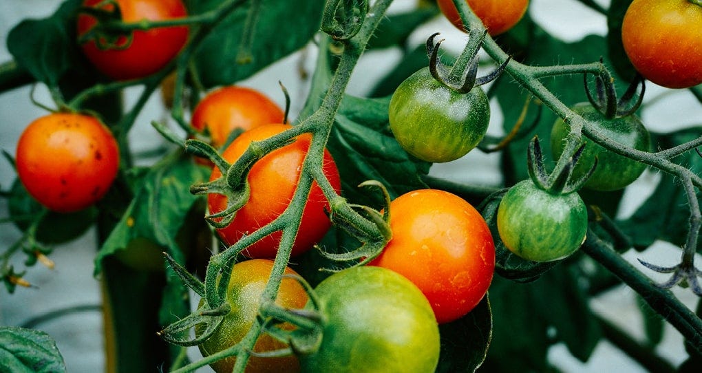 Tomates poussant sur une vigne