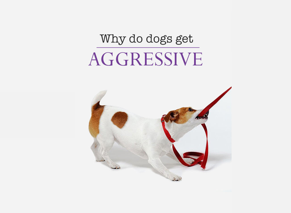 can you stop a dog from being aggressive