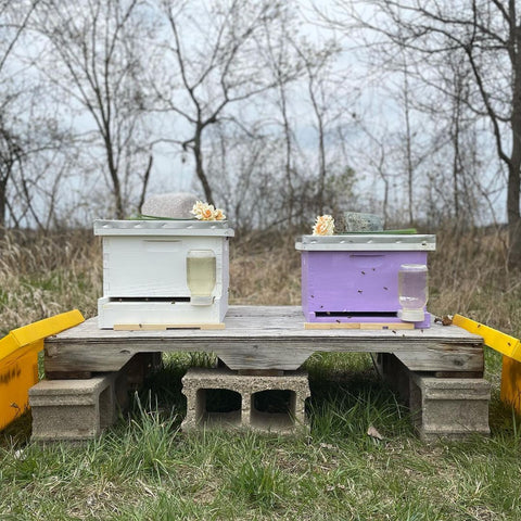 two bee hives sit side by side atop a wooden palette, bare trees in the background suggest it's early spring before their first flight.