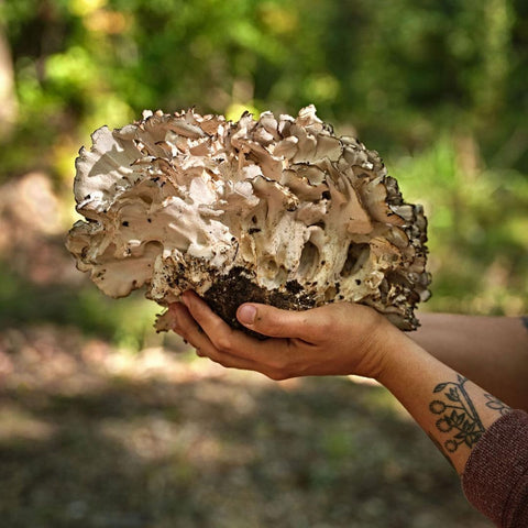 hands holding a large maitake mushroom in the outdoors