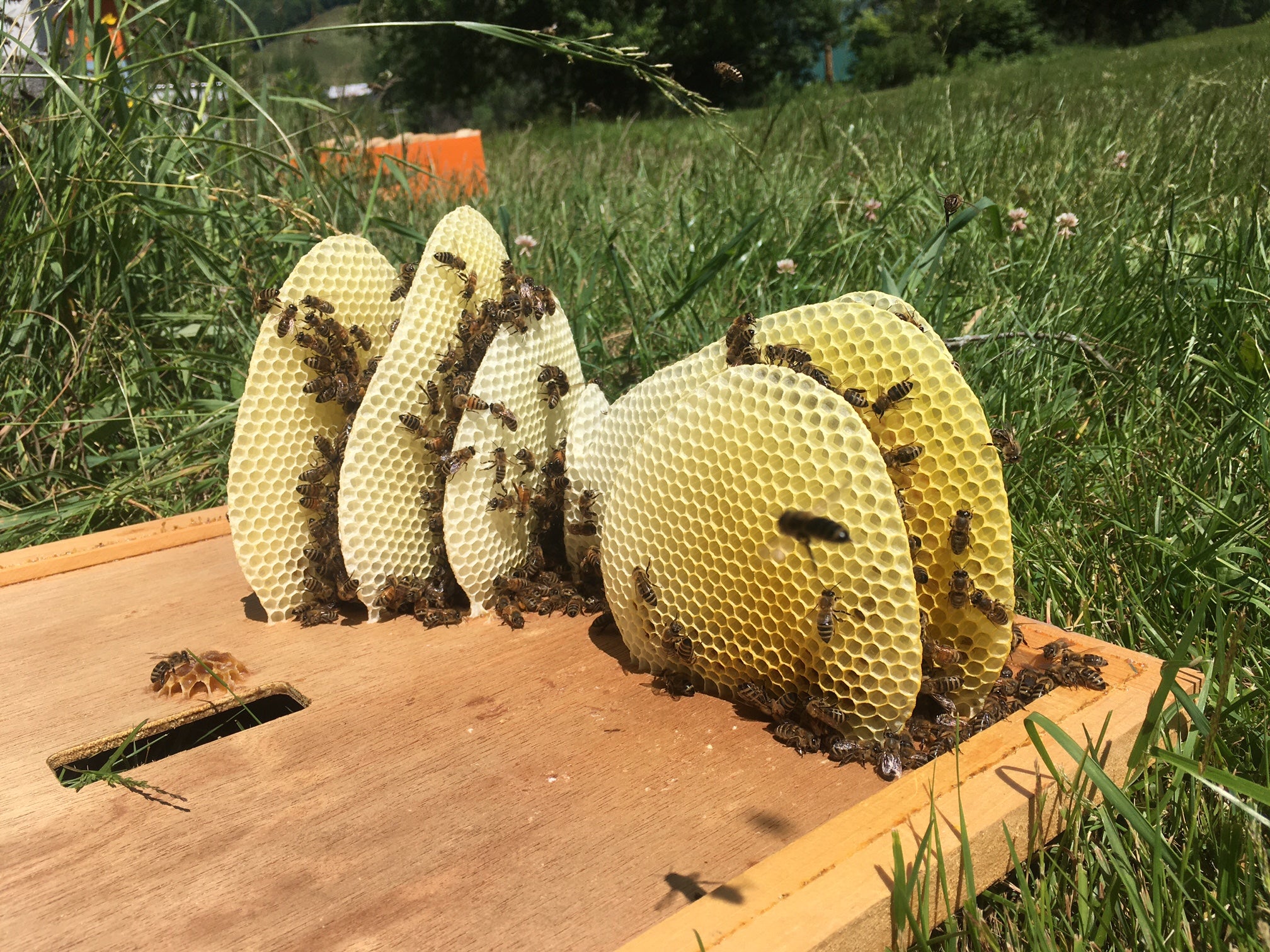 raw honey comb, with bees on it. 