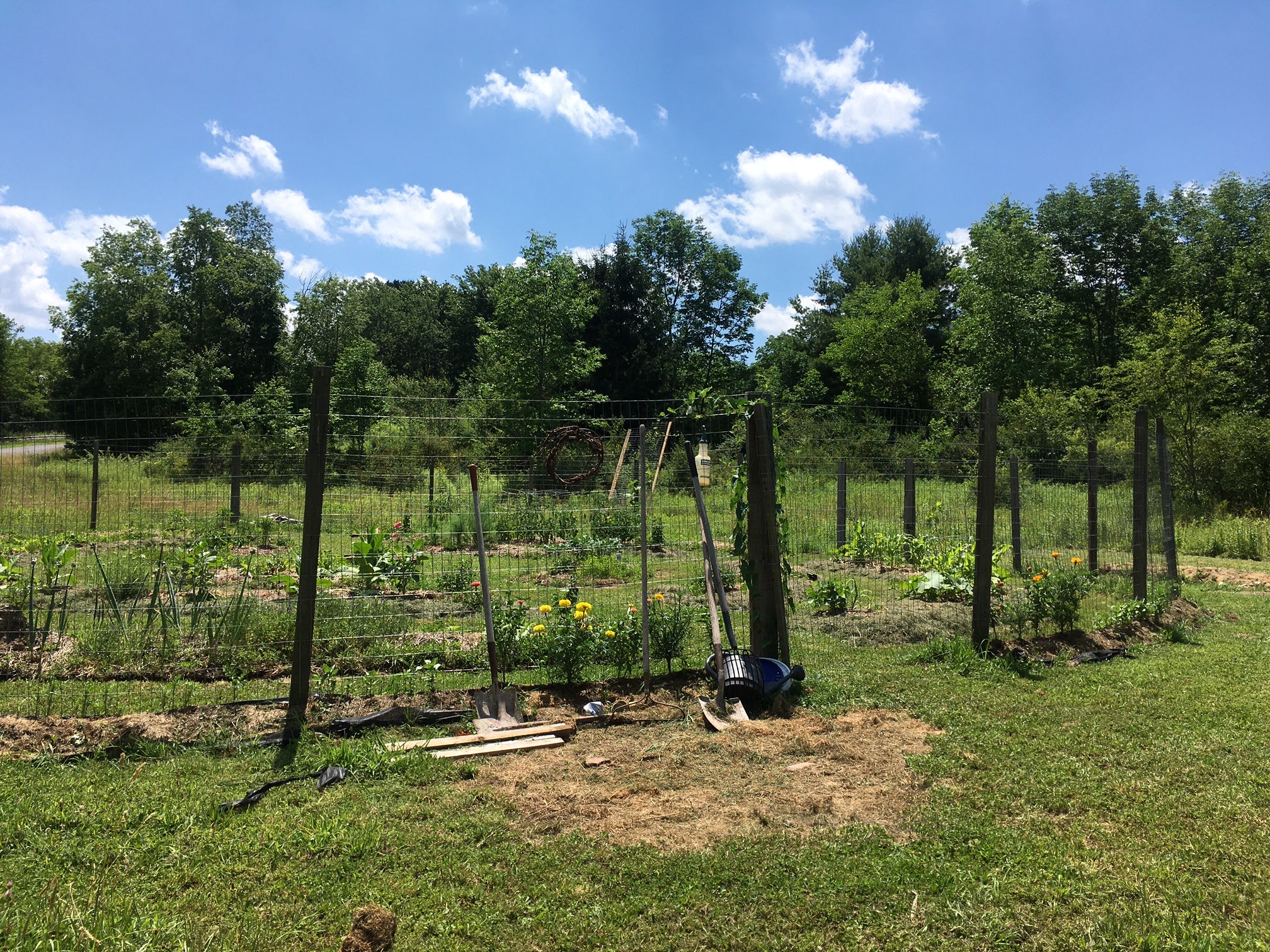 a fenced-in garden in summer.