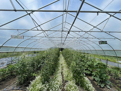 view from inside a production greenhouse, luscious with growing plants