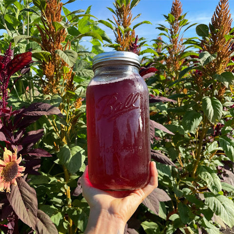 hand holding a large mason jar of red tea amidst plants of corresponding red and orange hues