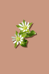 Chickweed