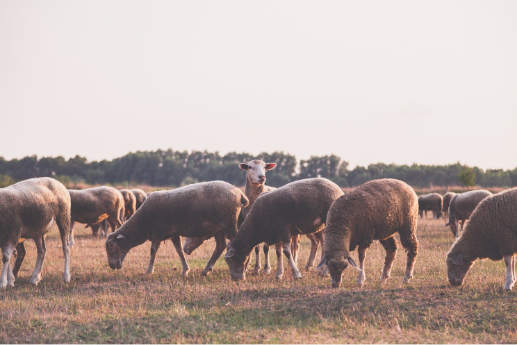 Rebaño de ovejas comiendo en un prado al aire libre