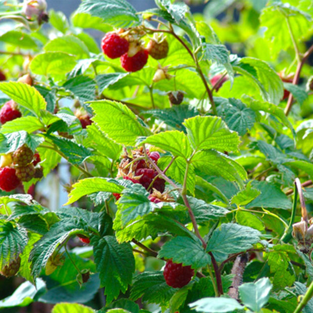 Tisane de framboisier