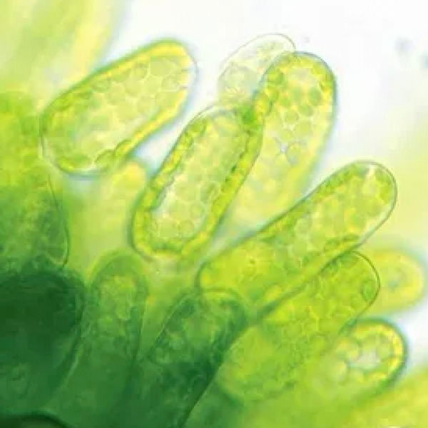 Huile de micro algue de Schizochytrium