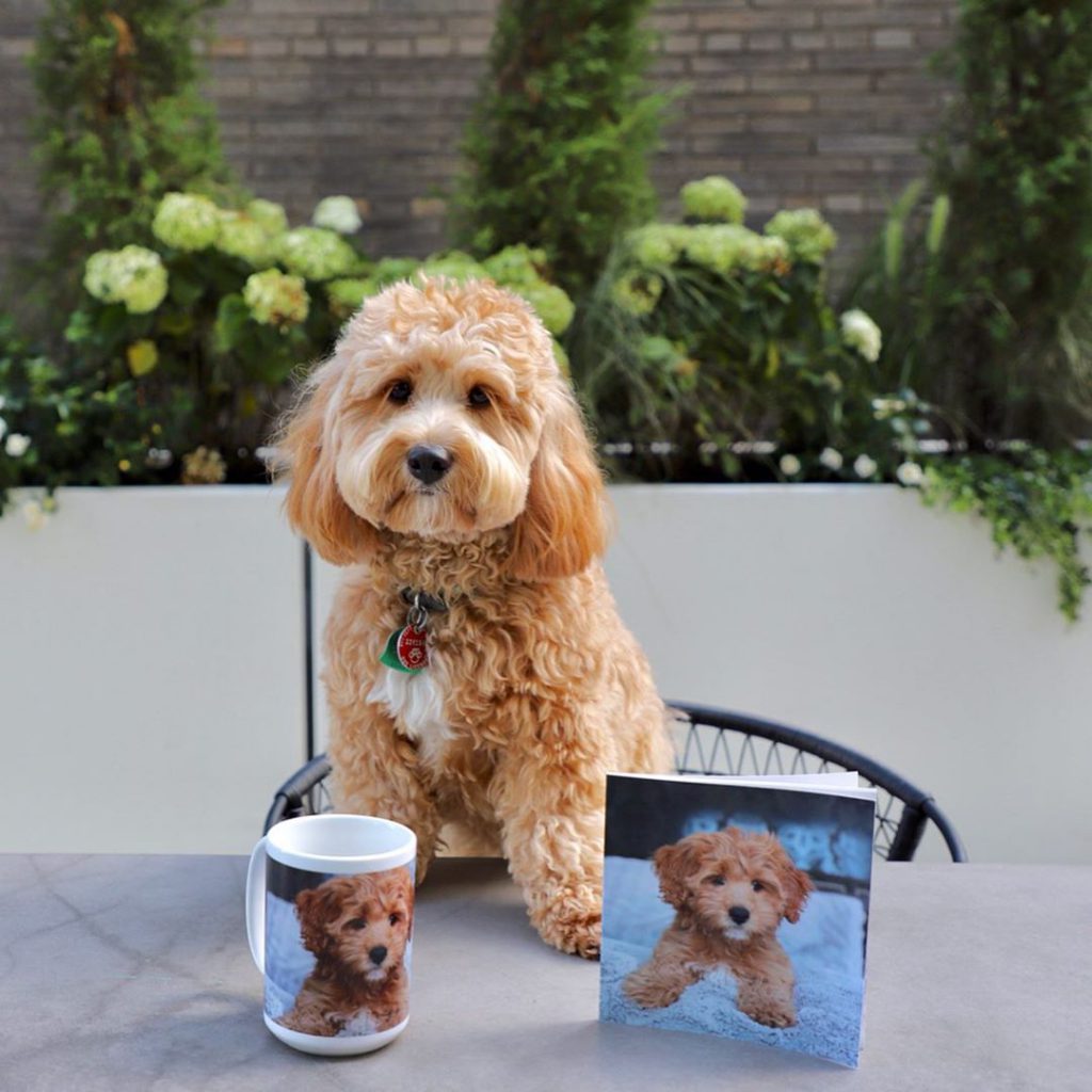 Photo Gifts for Pet Lovers in Your Life