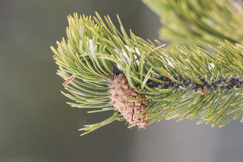 detail winter tree shot