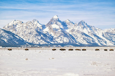 winter landscape